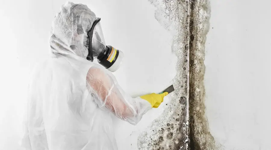 Professional wearing protective gear scraping mold from a wall, illustrating commercial mold remediation services.
