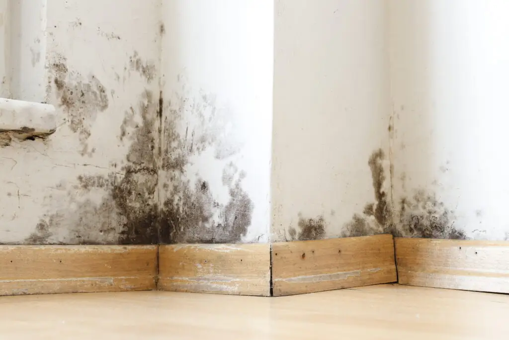 mold remediation methods