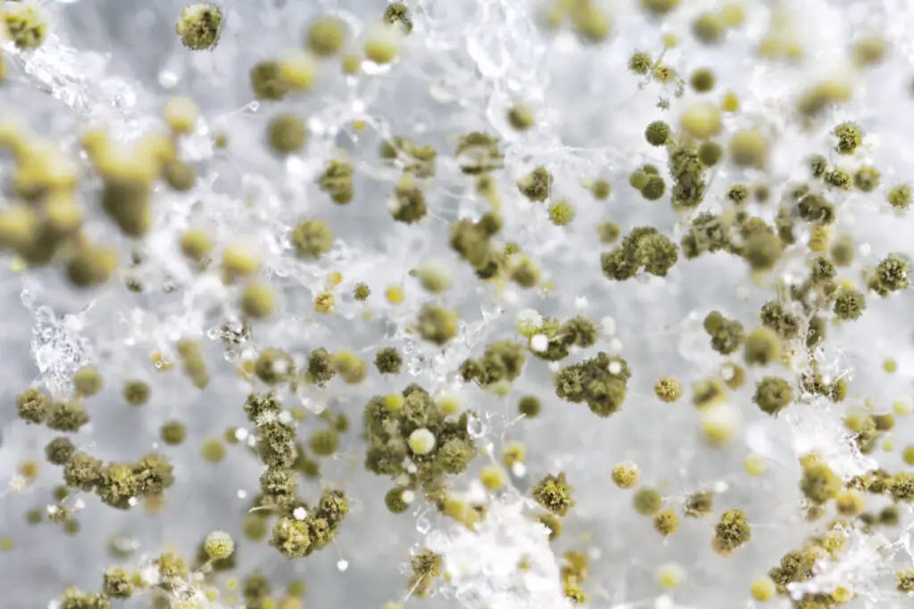 mold inspection for businesses